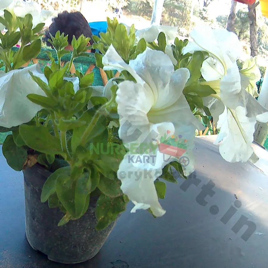 Petunia Plant, Red, Pink, White Flowers