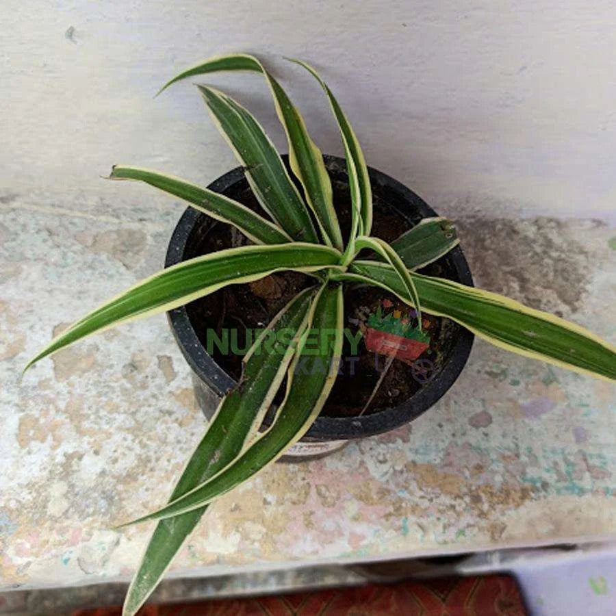 Spider Plant - Hawaiian - Chlorophytum comosum