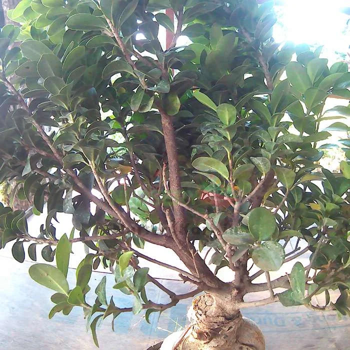 Chinese Bonsai Plant