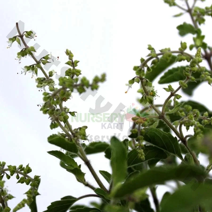 Holy Tulsi Plant (Basil)