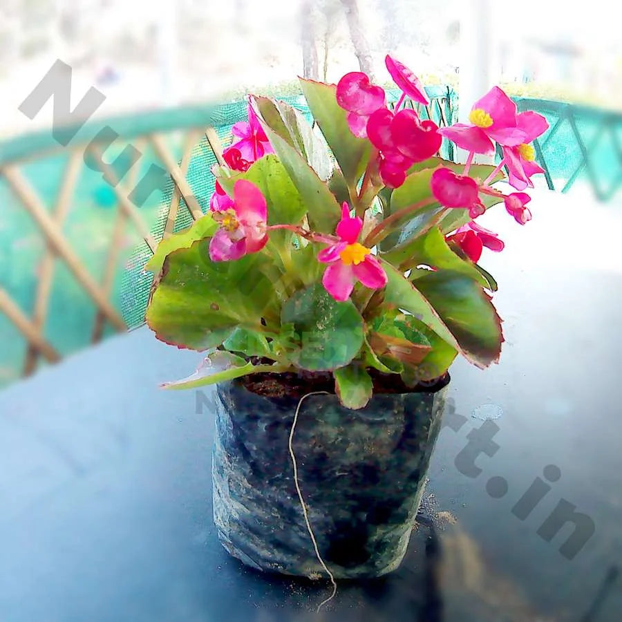 Begonia Flower Plant