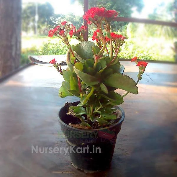 Kalanchoe Flower Plant (Widow's-thrill)