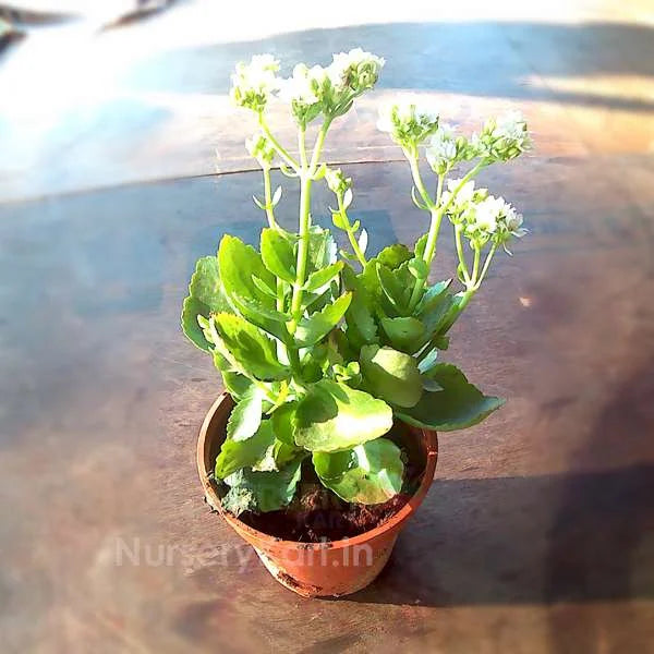 Kalanchoe Flower Plant (Widow's-thrill)