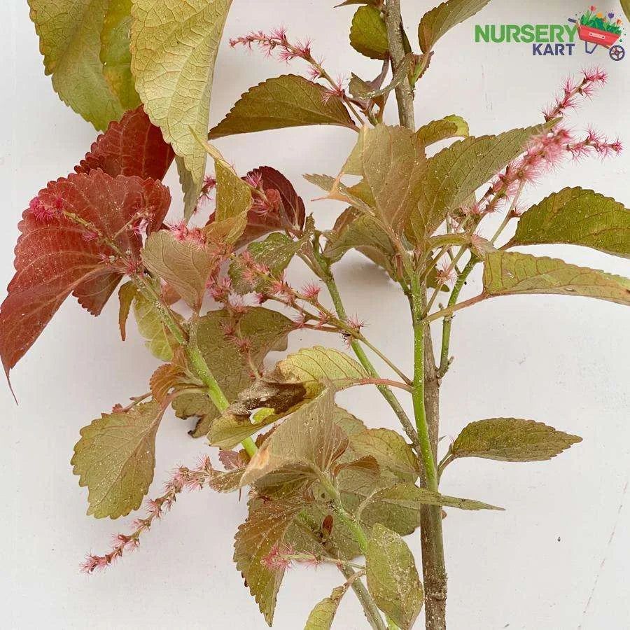 Acalypha Wilkesiana Plant, Copperleaf Plant