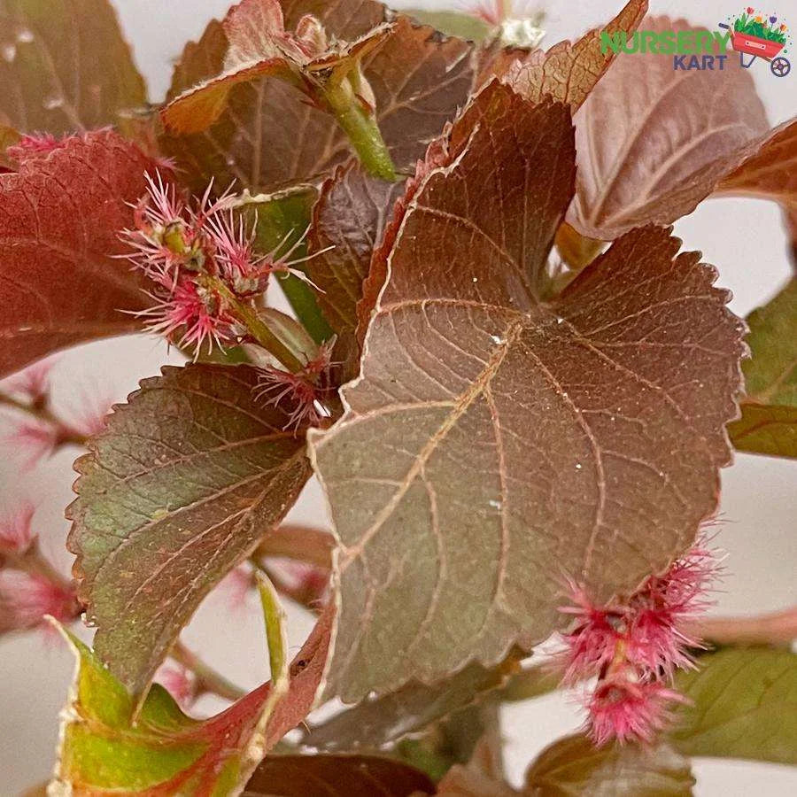 Acalypha Wilkesiana Plant, Copperleaf Plant