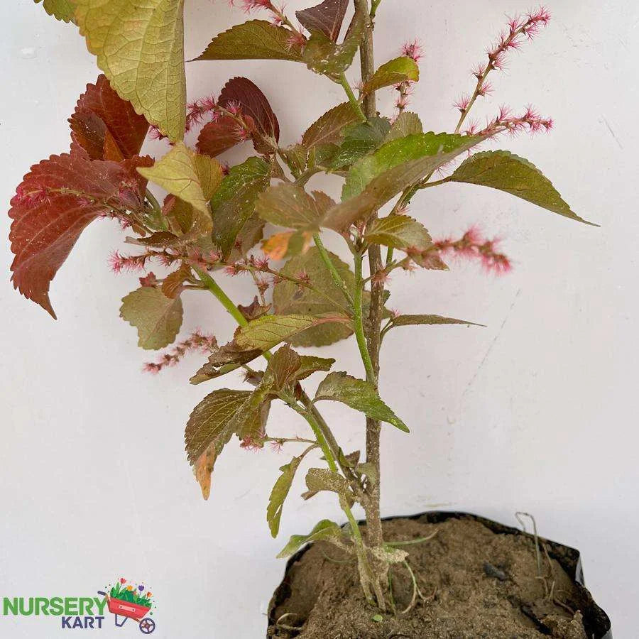 Acalypha Wilkesiana Plant, Copperleaf Plant