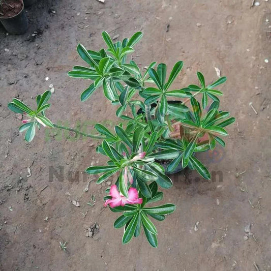 Adenium Plant