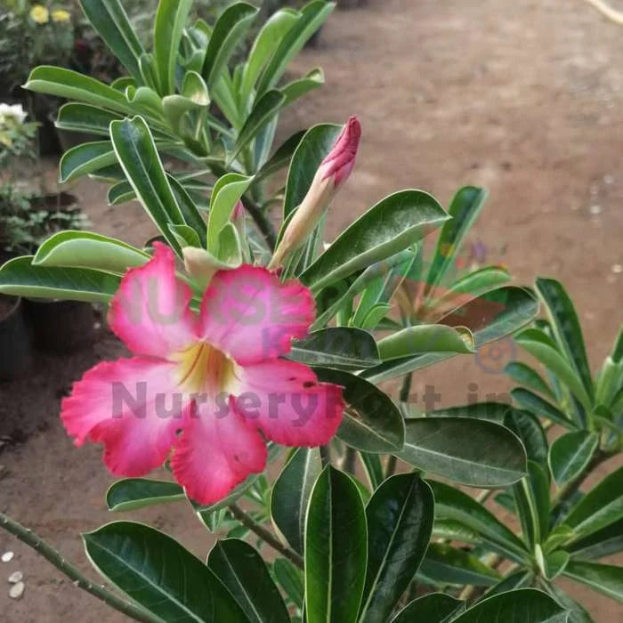 Adenium Plant