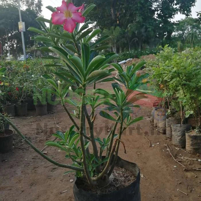 Adenium Plant