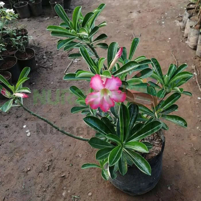 Adenium Plant