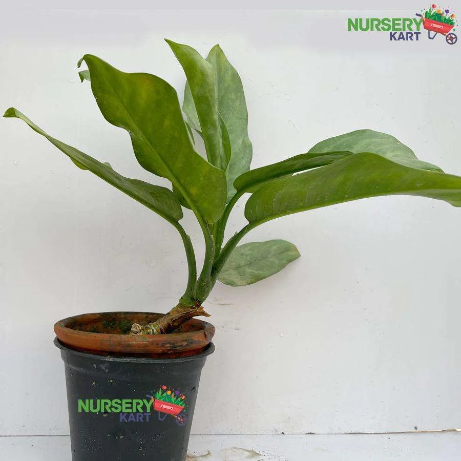 Aglaonema Commutatum Plant - Green Marantifolium Plant