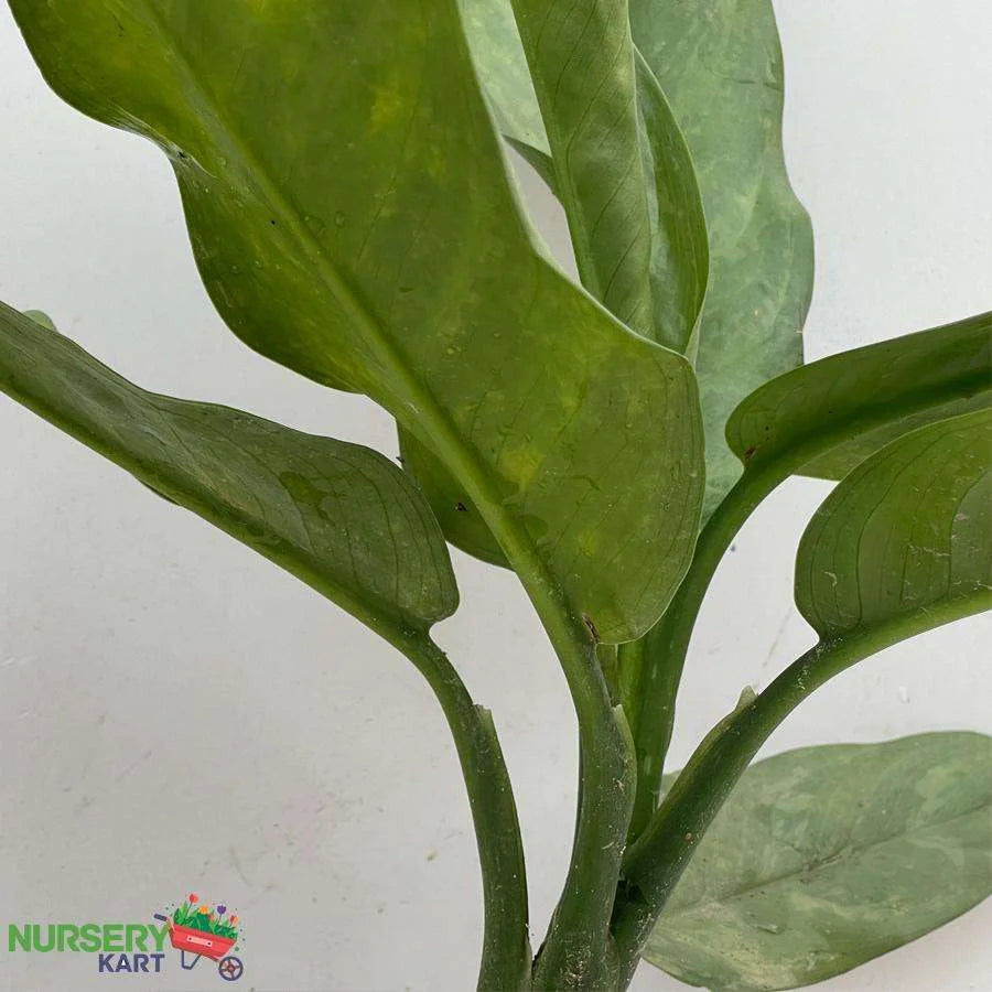 Aglaonema Commutatum Plant - Green Marantifolium Plant