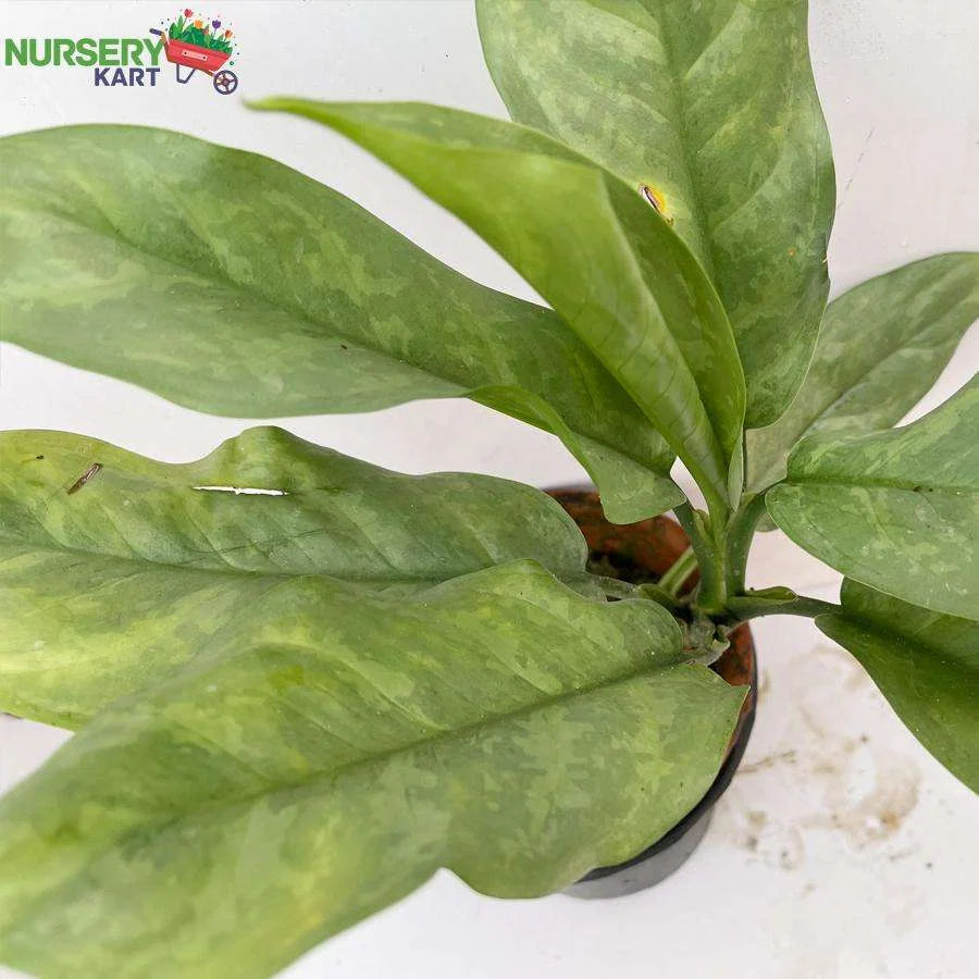 Aglaonema Commutatum Plant - Green Marantifolium Plant