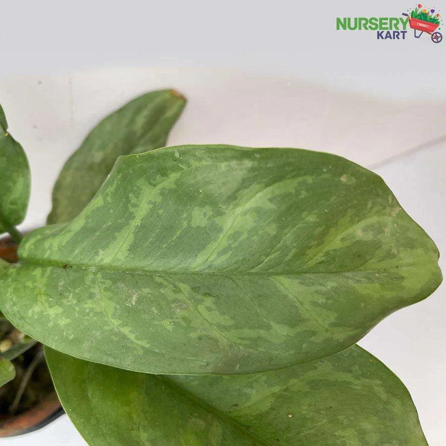 Aglaonema Commutatum Plant - Green Marantifolium Plant