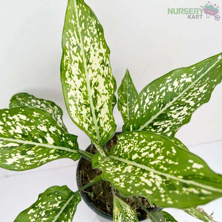 Aglaonema Snow White