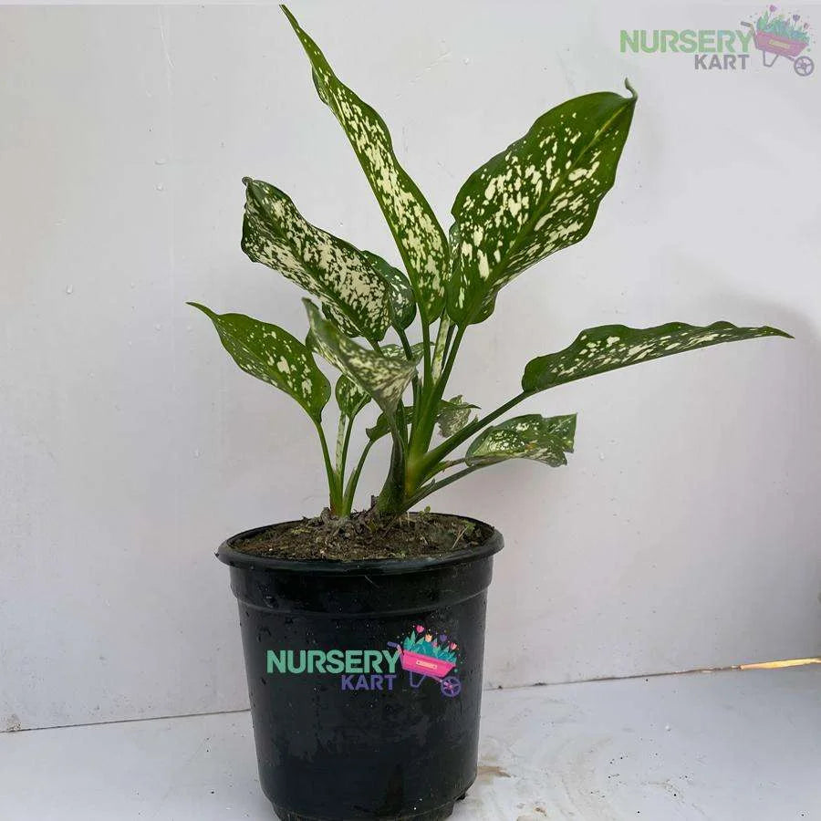 Aglaonema Snow White