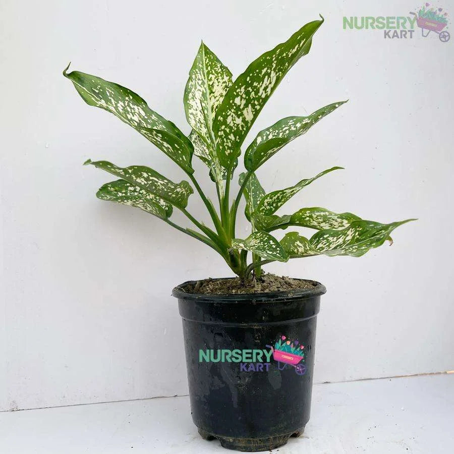 Aglaonema Snow White