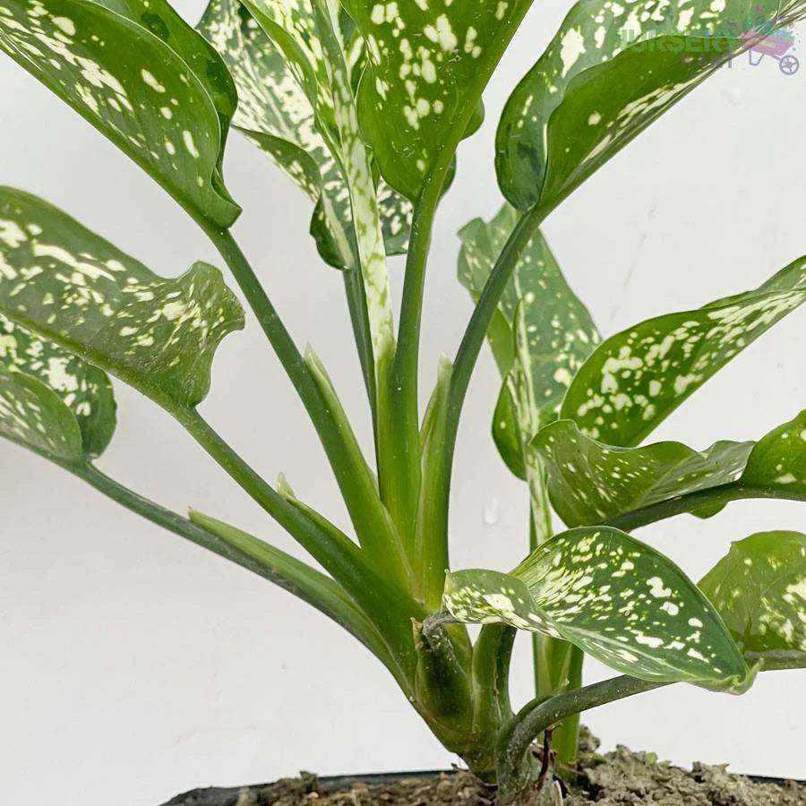 Aglaonema Snow White