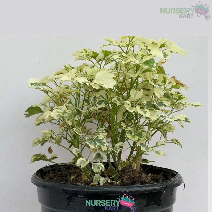 Aralia Variegated White Plant