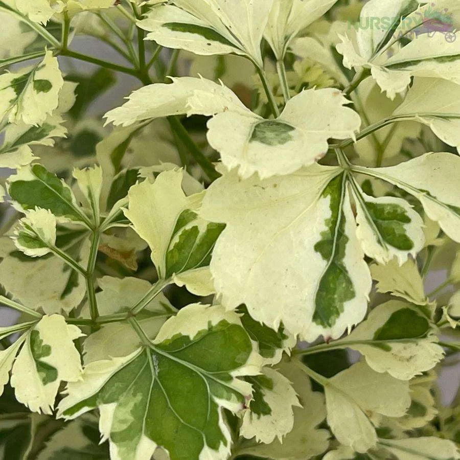 Aralia Variegated White Plant