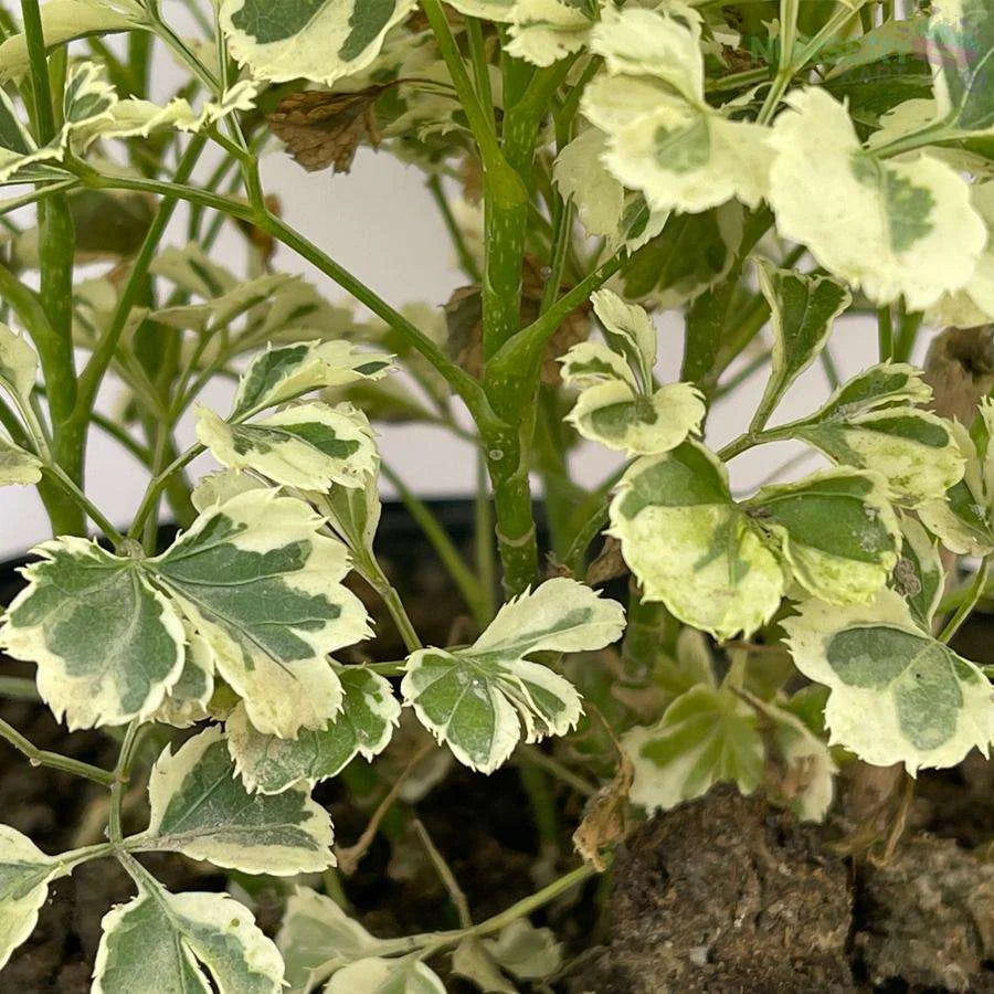 Aralia Variegated White Plant