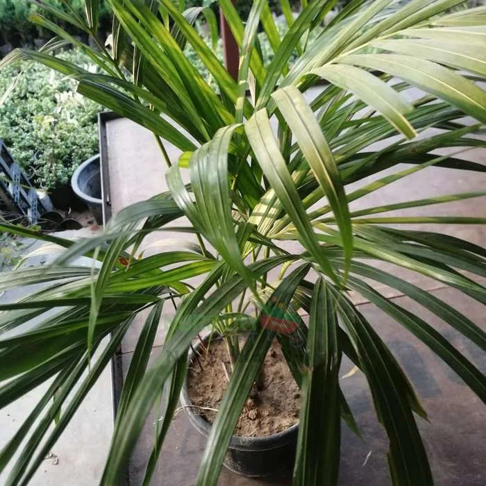 Areca Palm - Chinese Palm