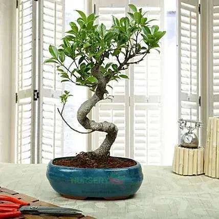 Bonsai Ficus S Shaped Plant