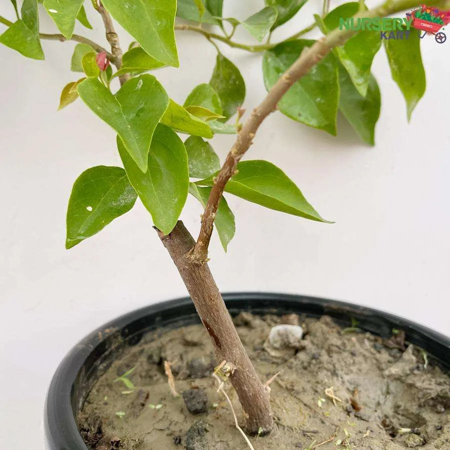 Bougainvillea Dwarf Pink Plant