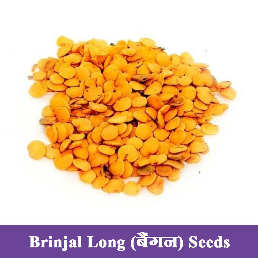 Brinjal Purple Long Seeds (बैंगन)