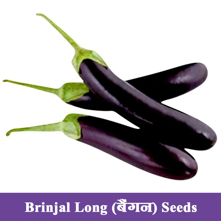 Brinjal Purple Long Seeds (बैंगन)