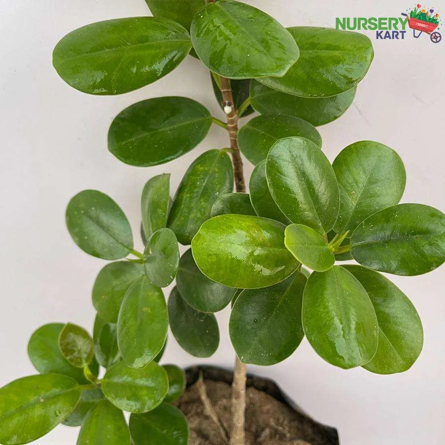 Ficus Iceland Plant