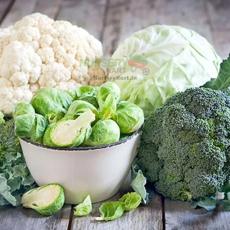 Cabbage Cauliflower (Patta Gobhi) & Broccoli Seeds Combo