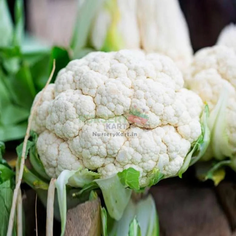 Cabbage Cauliflower (Patta Gobhi) & Broccoli Seeds Combo