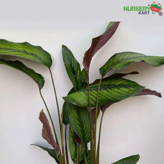 Calathea Beauty Star Plant, Calathea Pinstripe Plant