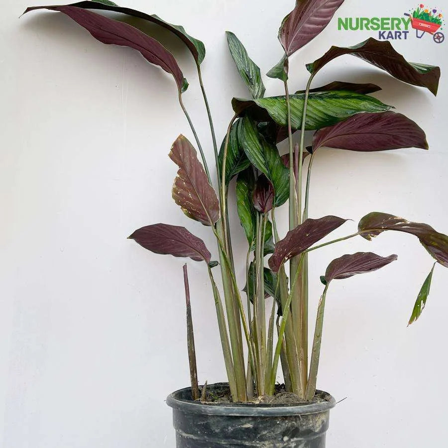 Calathea Beauty Star Plant, Calathea Pinstripe Plant