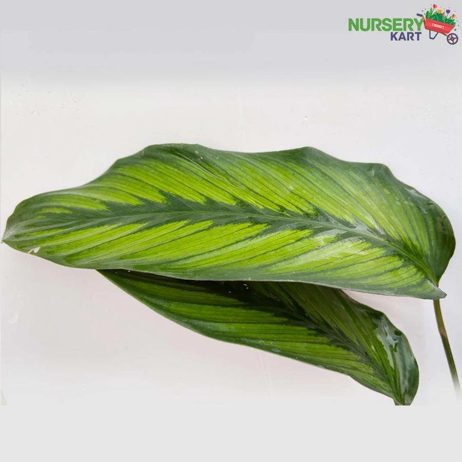 Calathea Beauty Star Plant, Calathea Pinstripe Plant