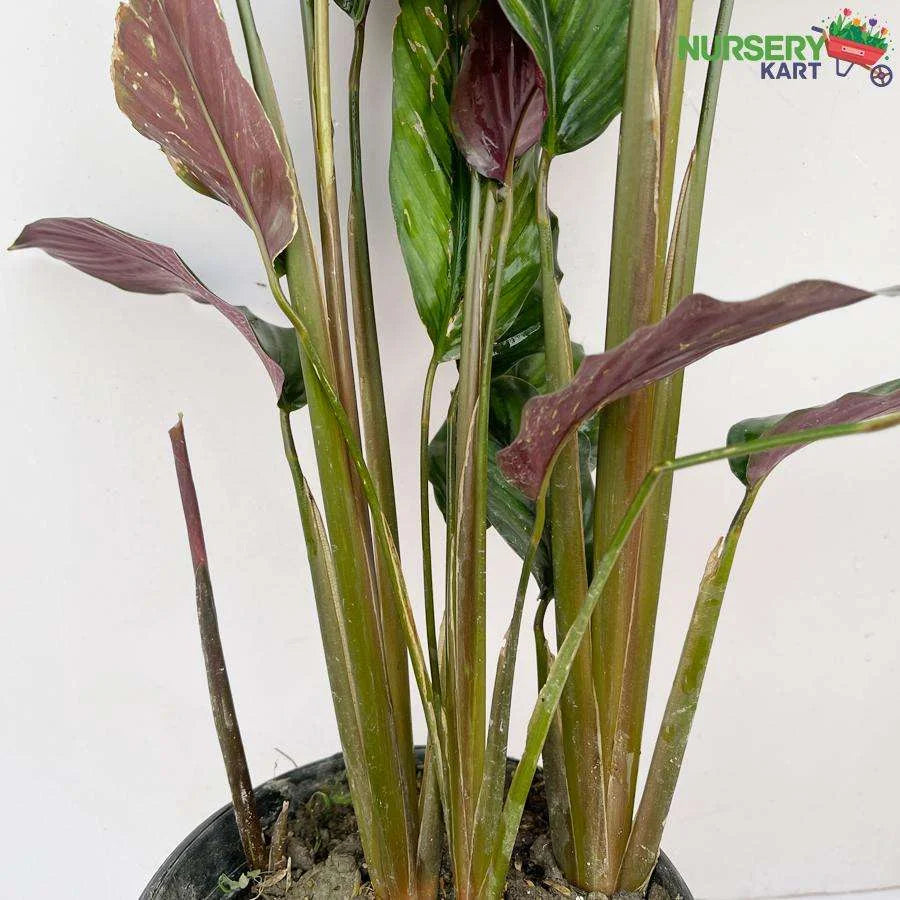 Calathea Beauty Star Plant, Calathea Pinstripe Plant