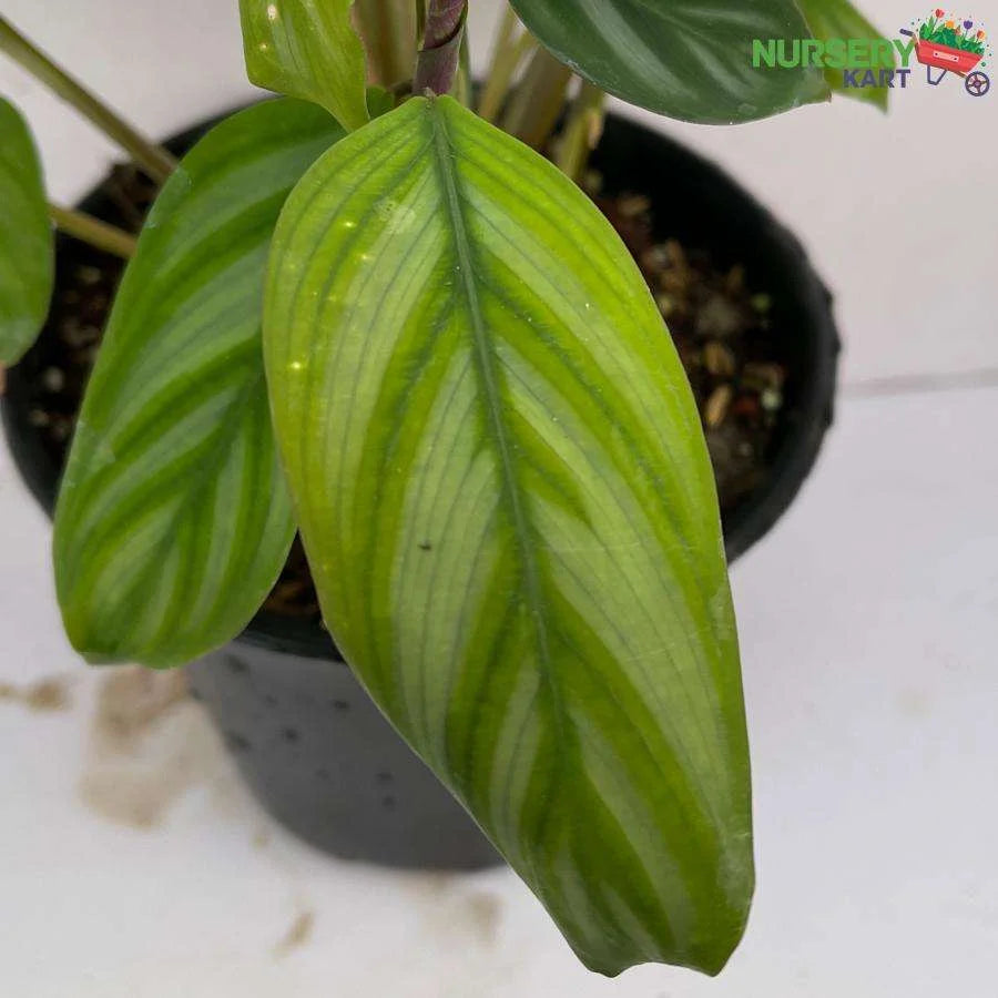 Calathea Freddie Plant