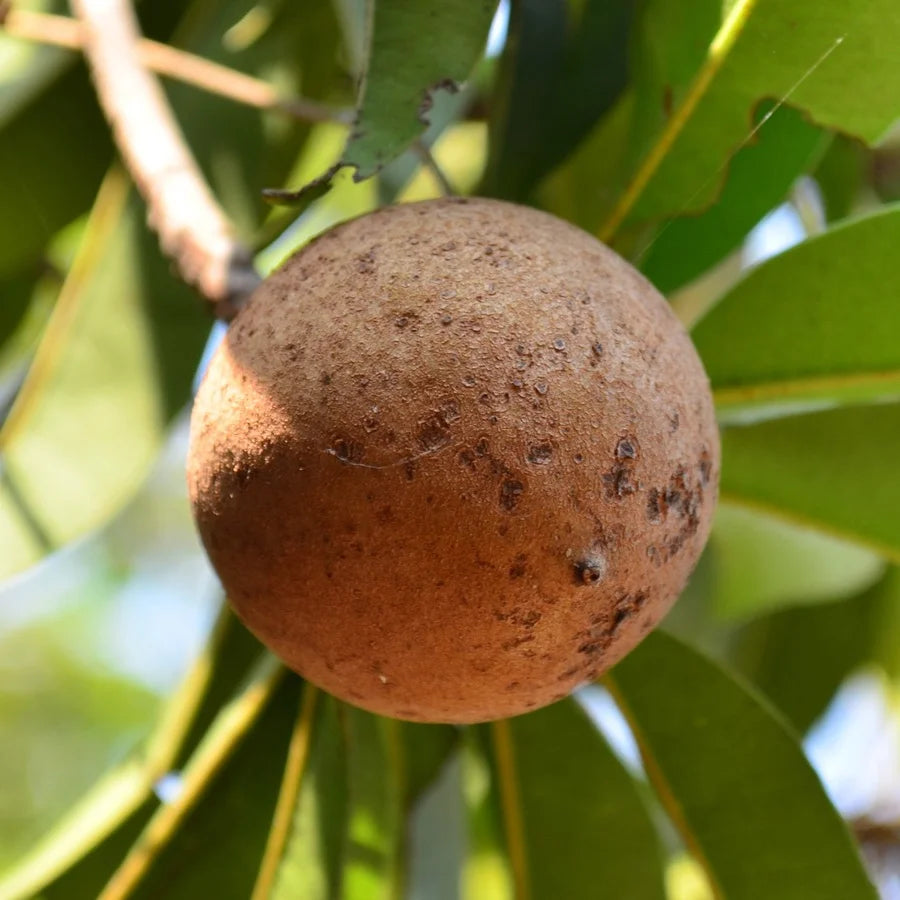 Chiku Fruit Plant, Sapota Plant