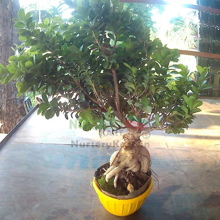 Chinese Bonsai Plant