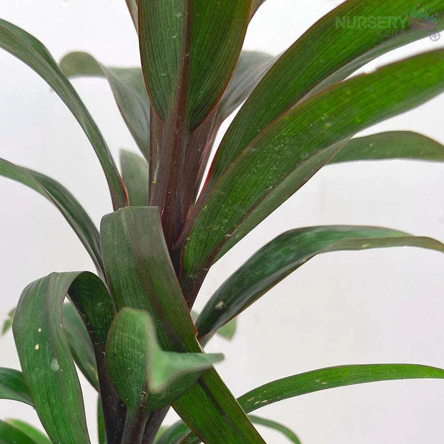 Cordyline Fruticosa Mambo Plant - Hawaiian Ti Plant