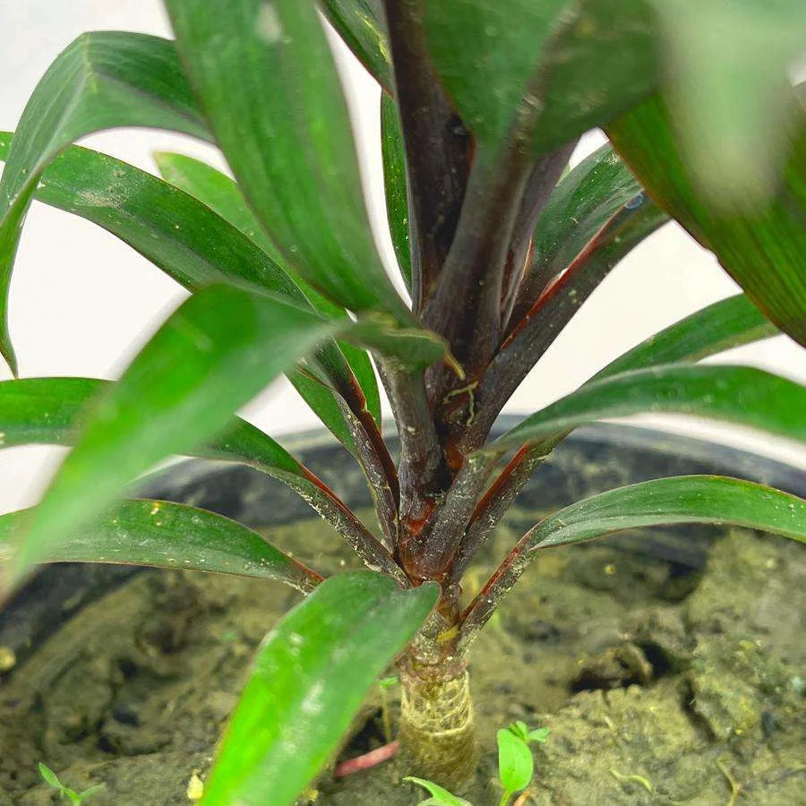 Cordyline Fruticosa Mambo Plant - Hawaiian Ti Plant