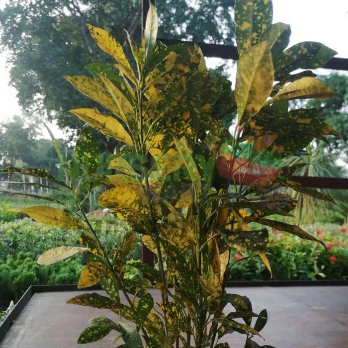 Croton Gold Dust Big Leaves