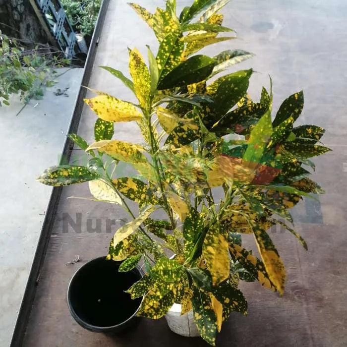 Croton Gold Dust Big Leaves