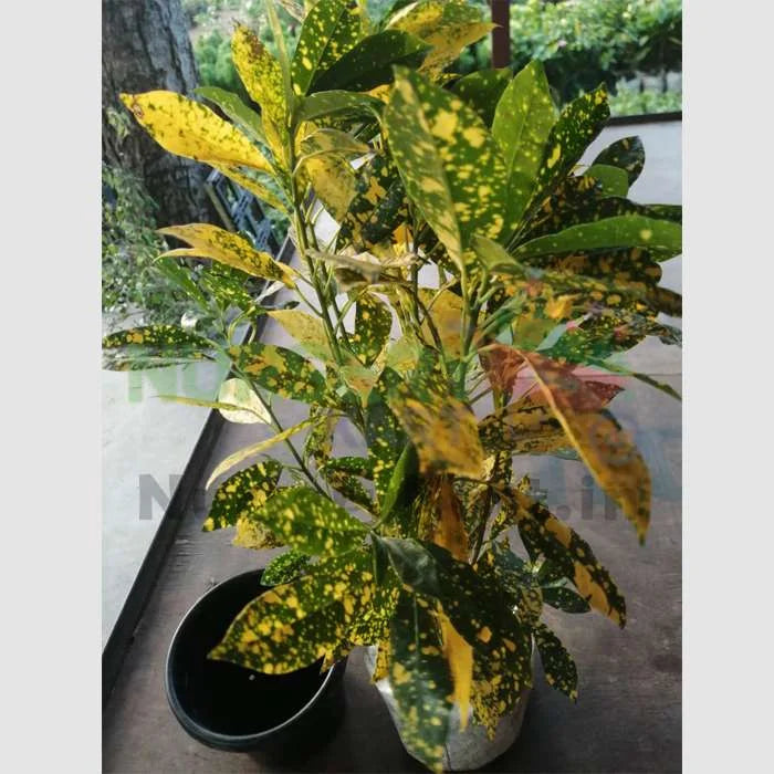 Croton Gold Dust Big Leaves