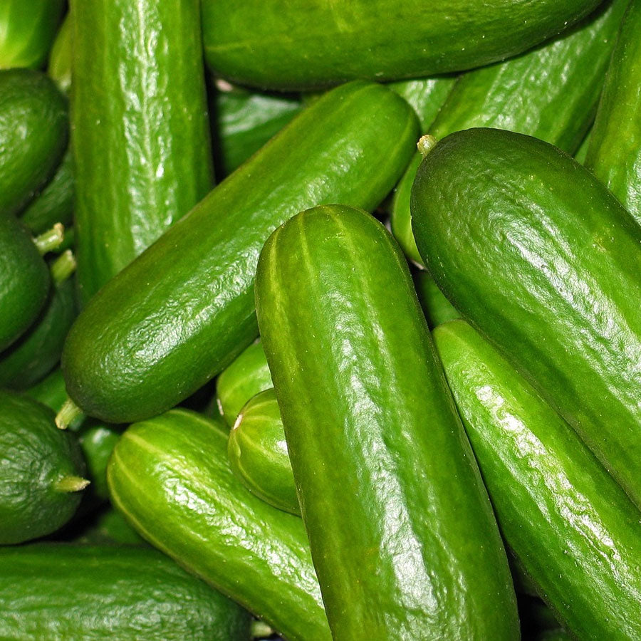 Cucumber Green Seeds (खीरा)