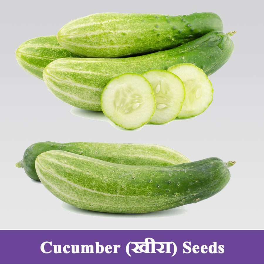 Cucumber Green Seeds (खीरा)