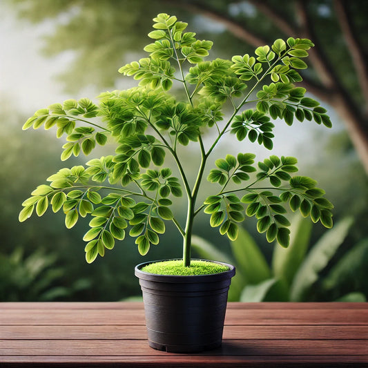 Moringa Plant