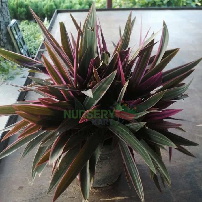 Dracaena Mahatma Plant, Cordyline Terminalis Mahatma Plant