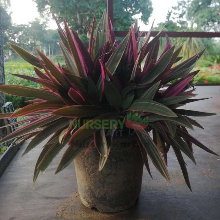 Dracaena Mahatma Plant, Cordyline Terminalis Mahatma Plant